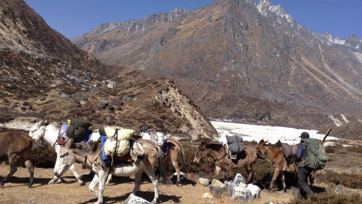 Horse are on the trails of the Kanchenjunga Base Camp Trek 