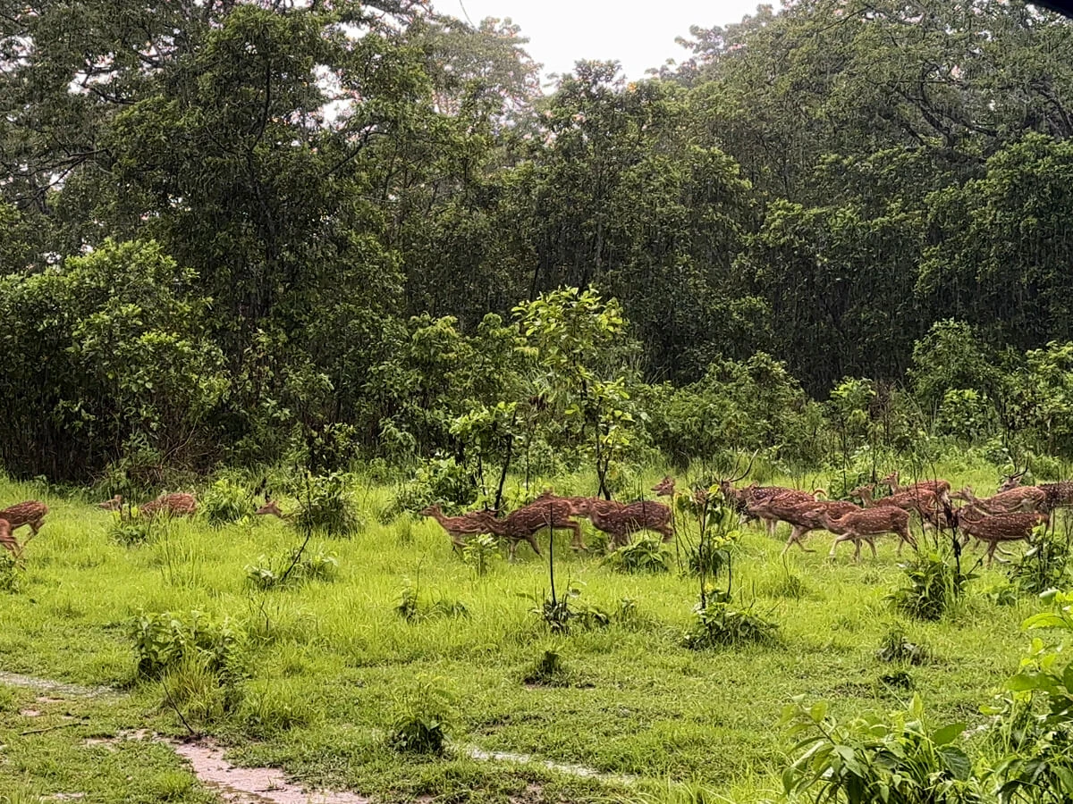 Bardia National Park Tour