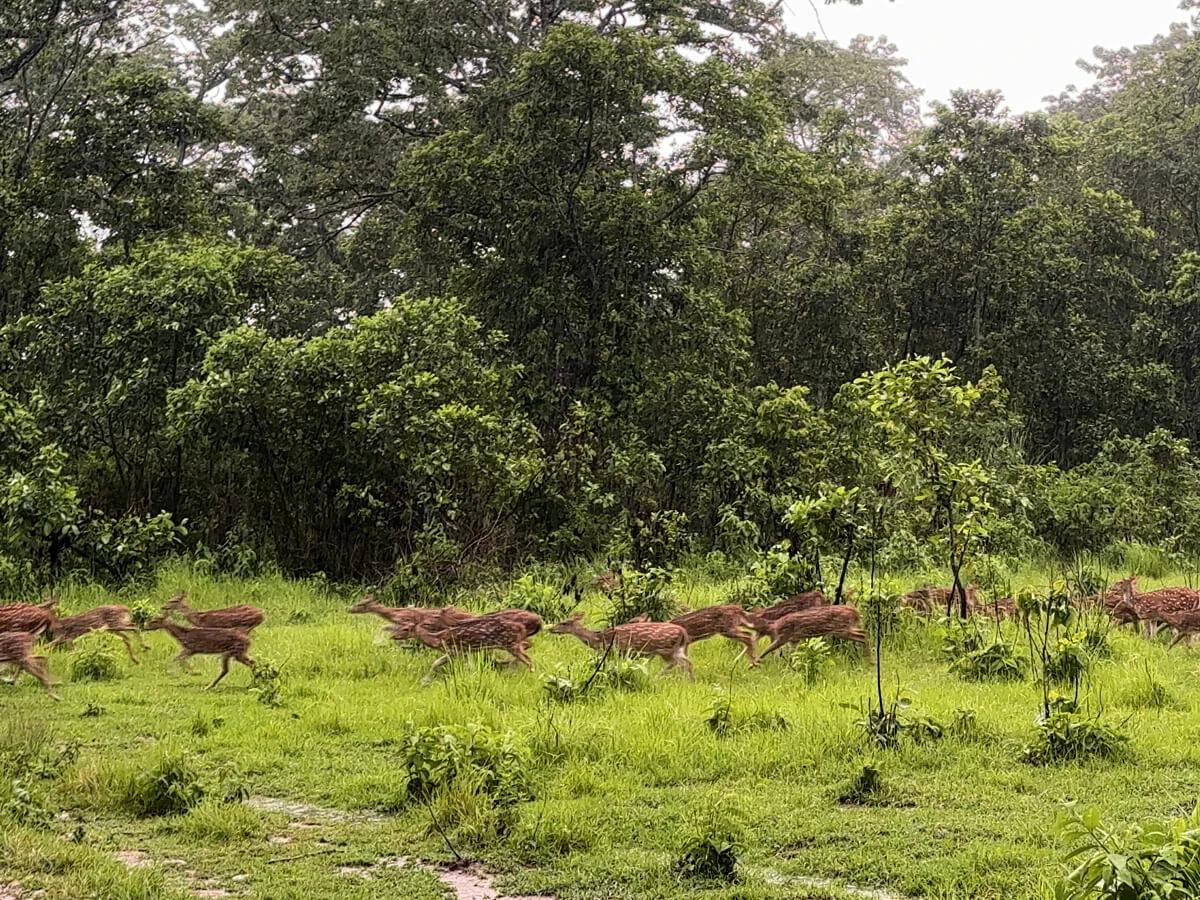 Chitwan National Park Tour