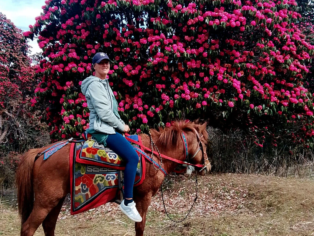 Horse Riding Durung the Spring Season Rhododendron Flowers