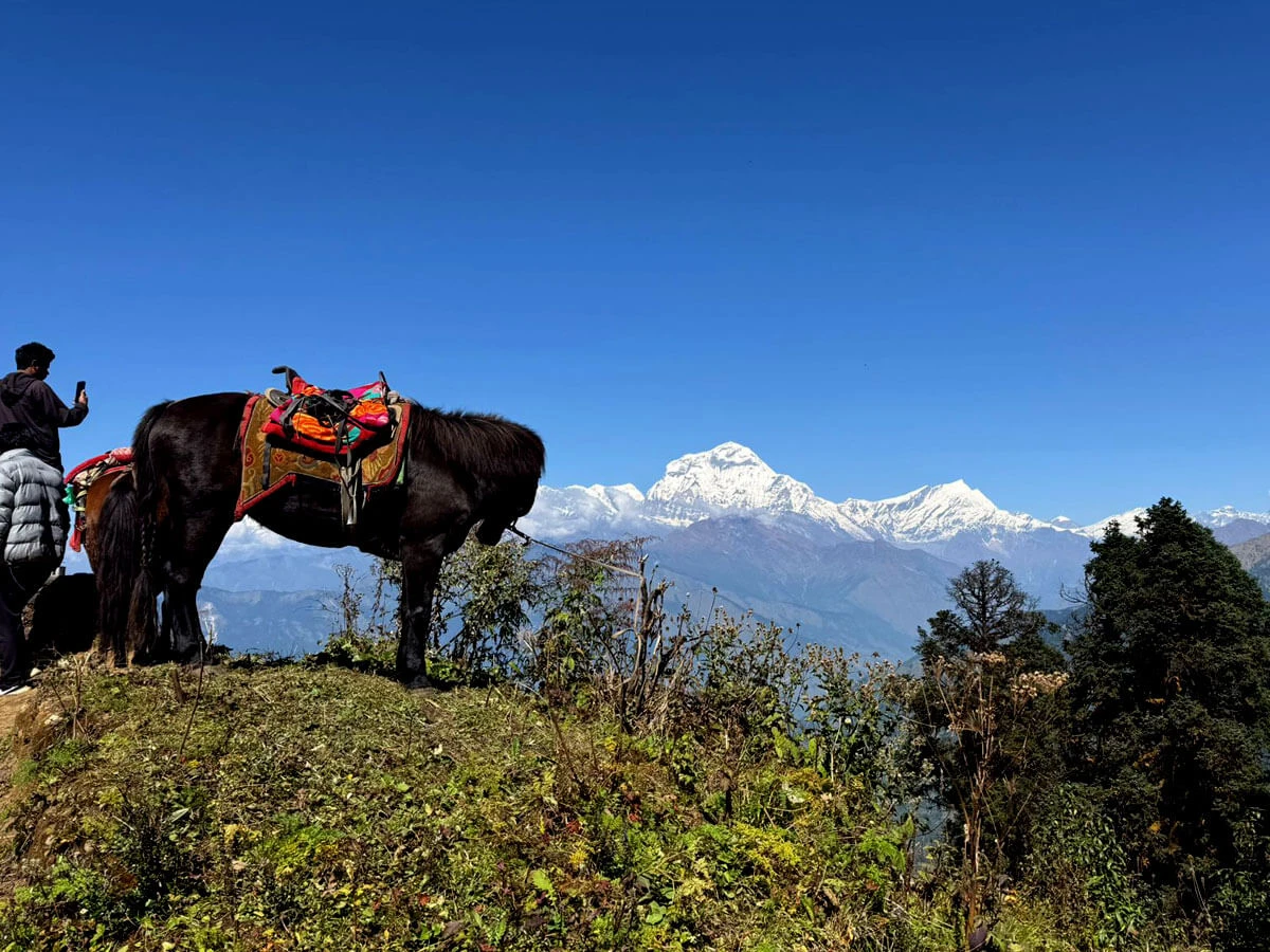 Horse Standing and Mount Dhaulagiri in Background