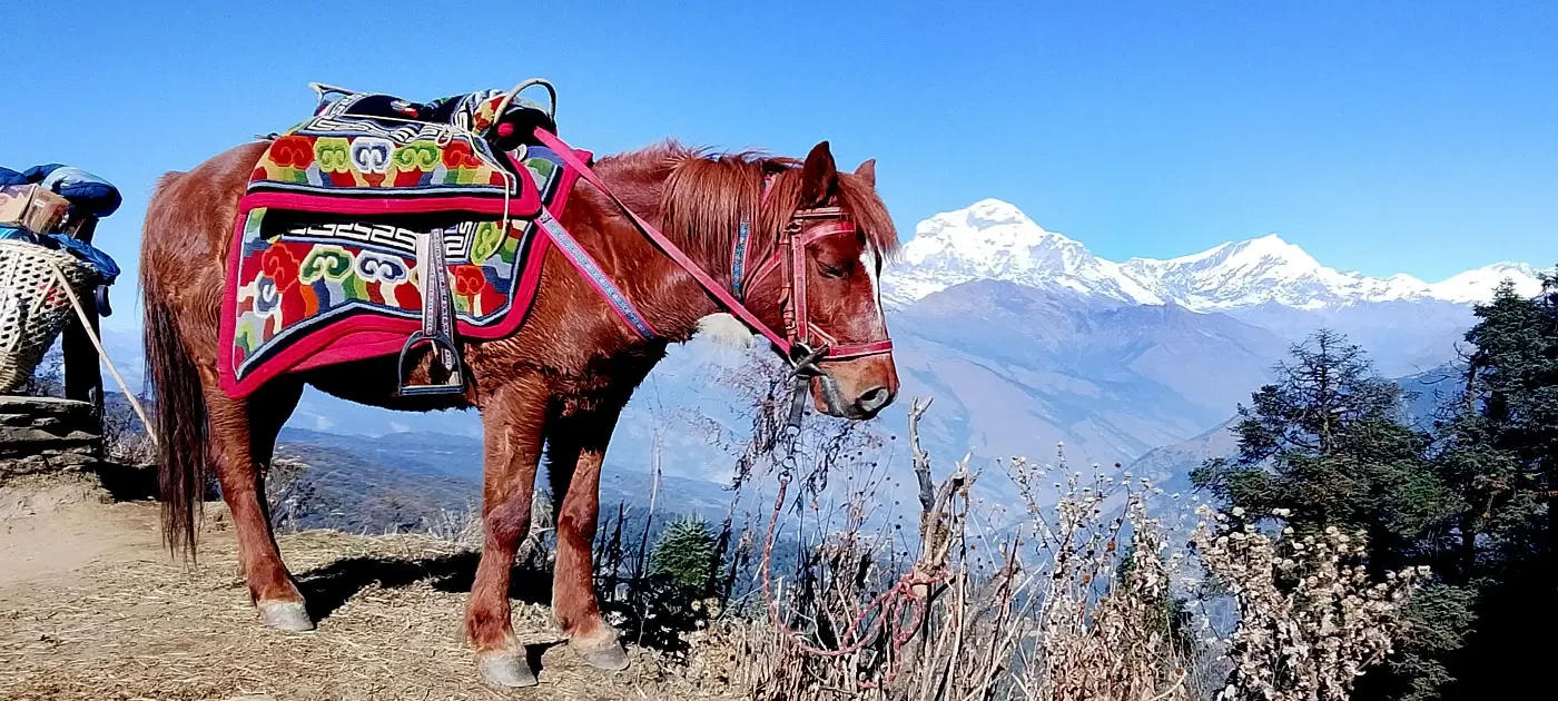 Horse Riding Tour and Pony Trek