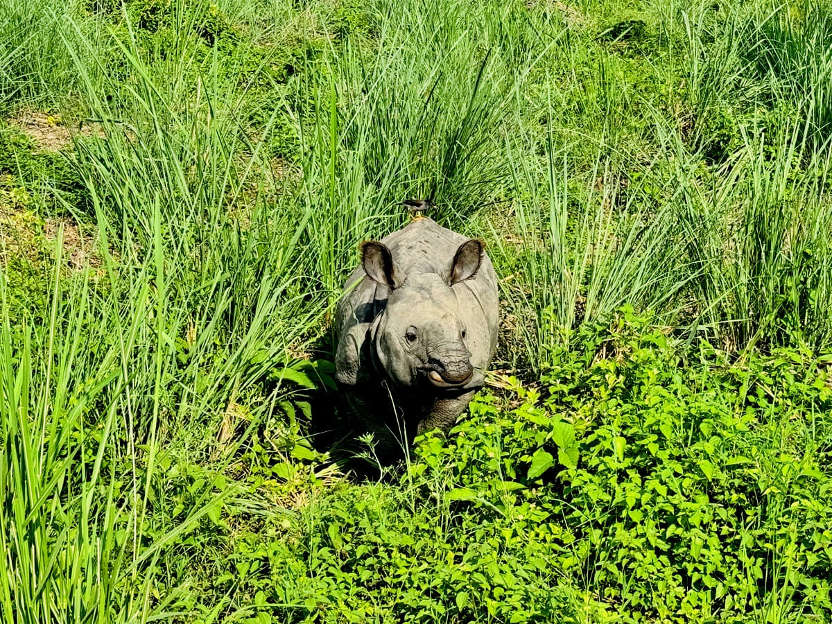 Jungle Safari Tour