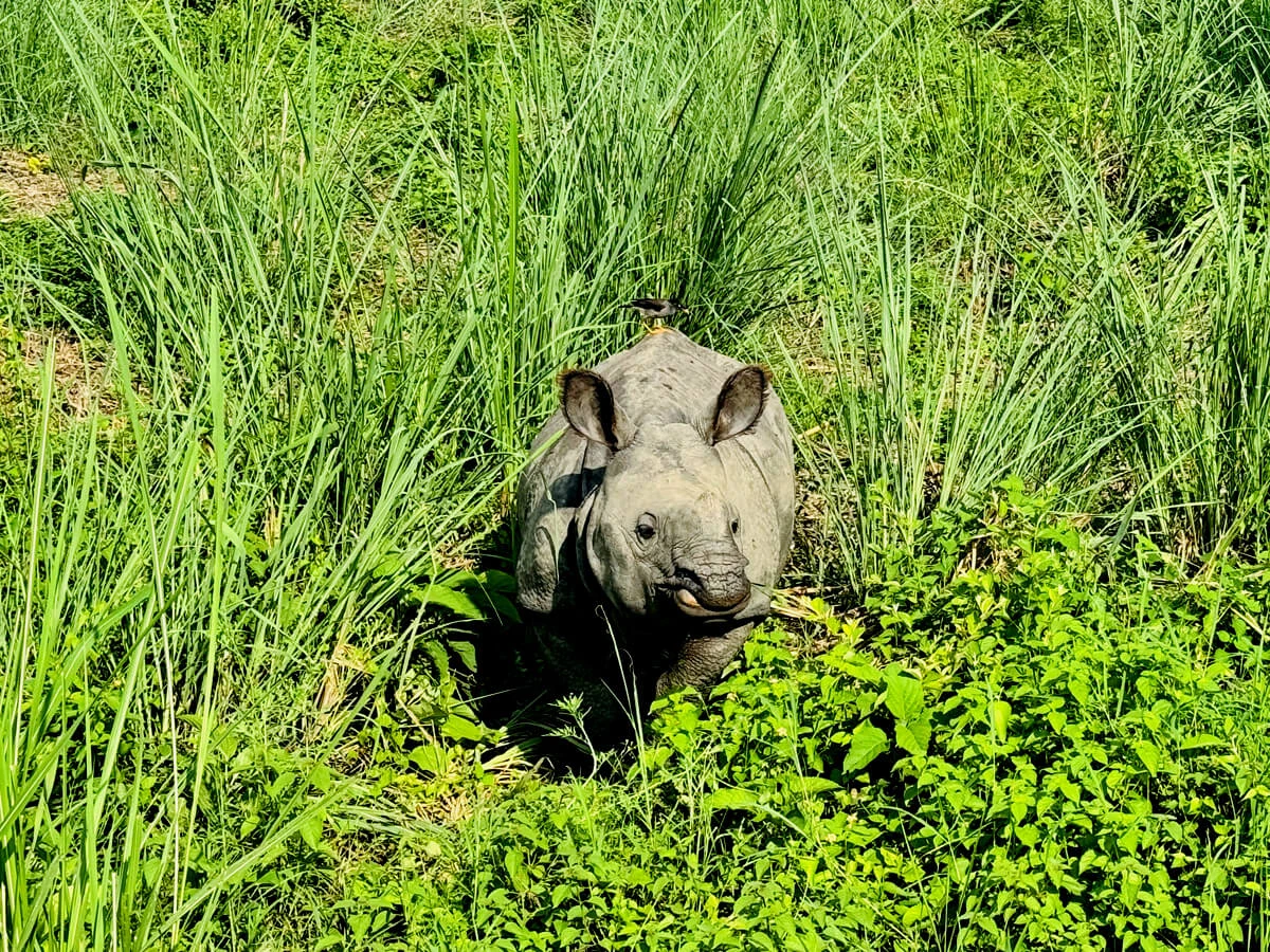 Jungle Safari Tour