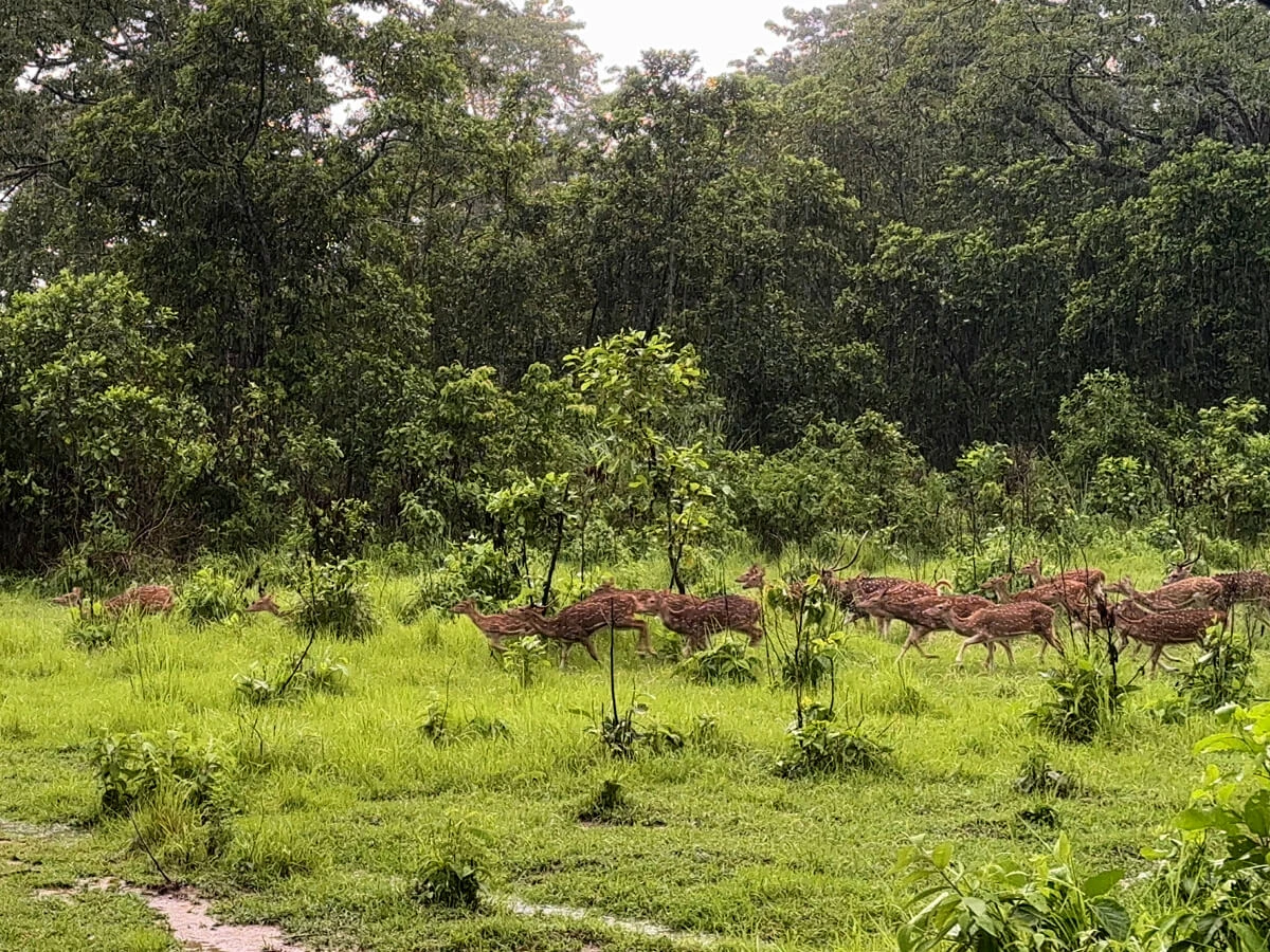 Jungle Safari Tour in Nepal
