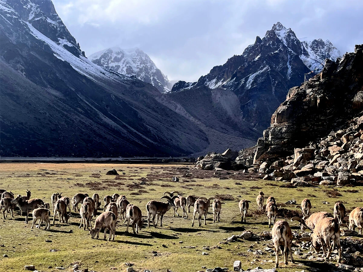 Kanchenjunga South Base Camp Trekking