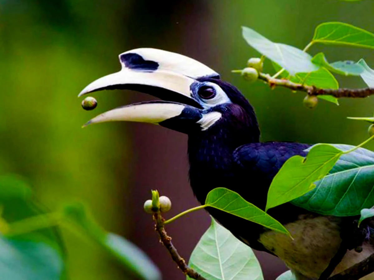 Koshi Tappu Wildlife Reserve Tour