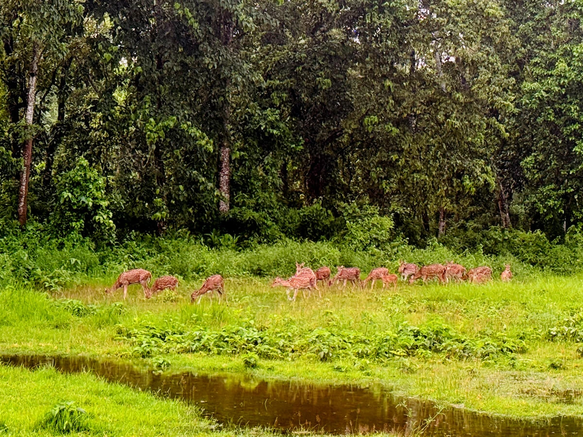 Koshi Tappu Wildlife Tour