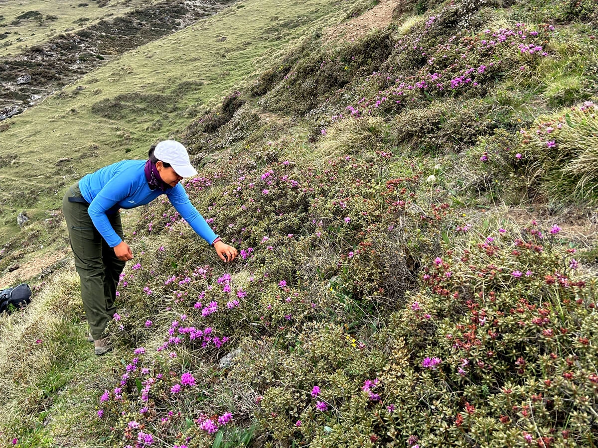 Langtang Trekking