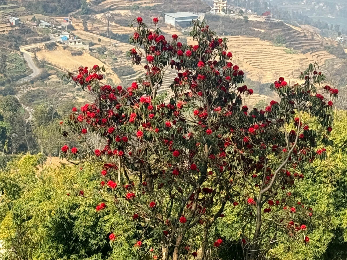Sundarijal Day Hike