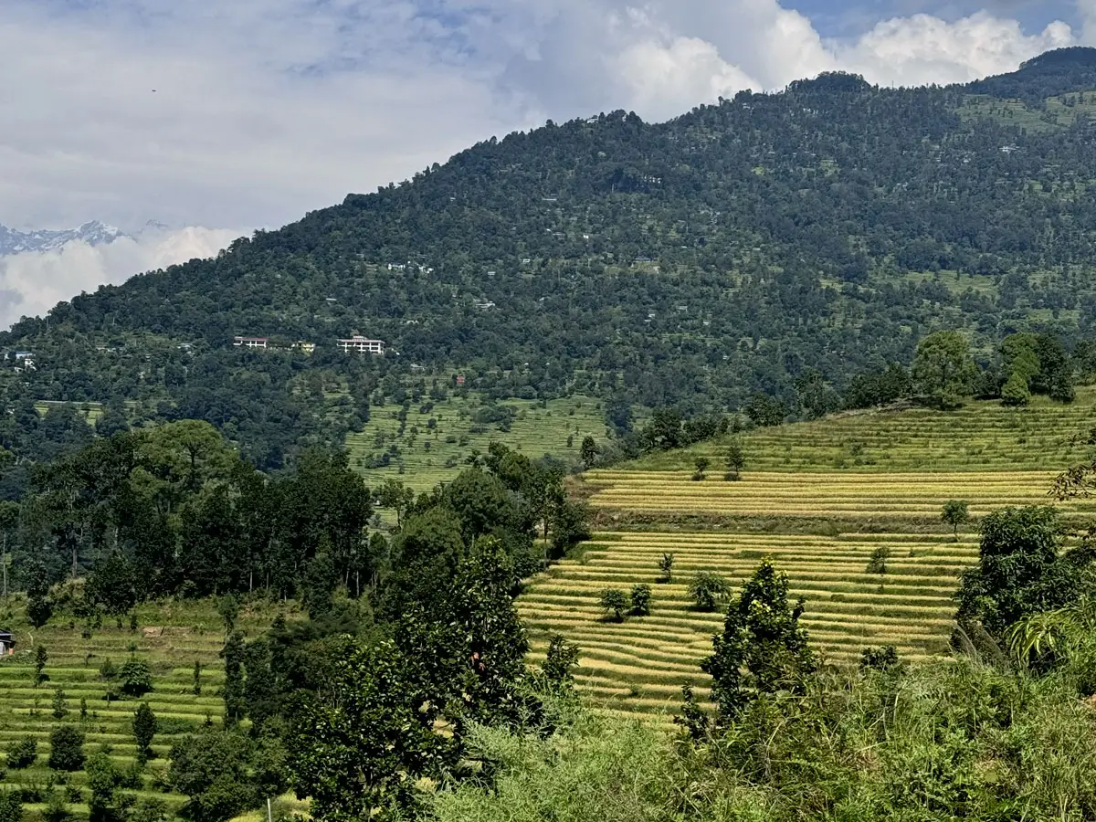 Rice Field Before Harvesting