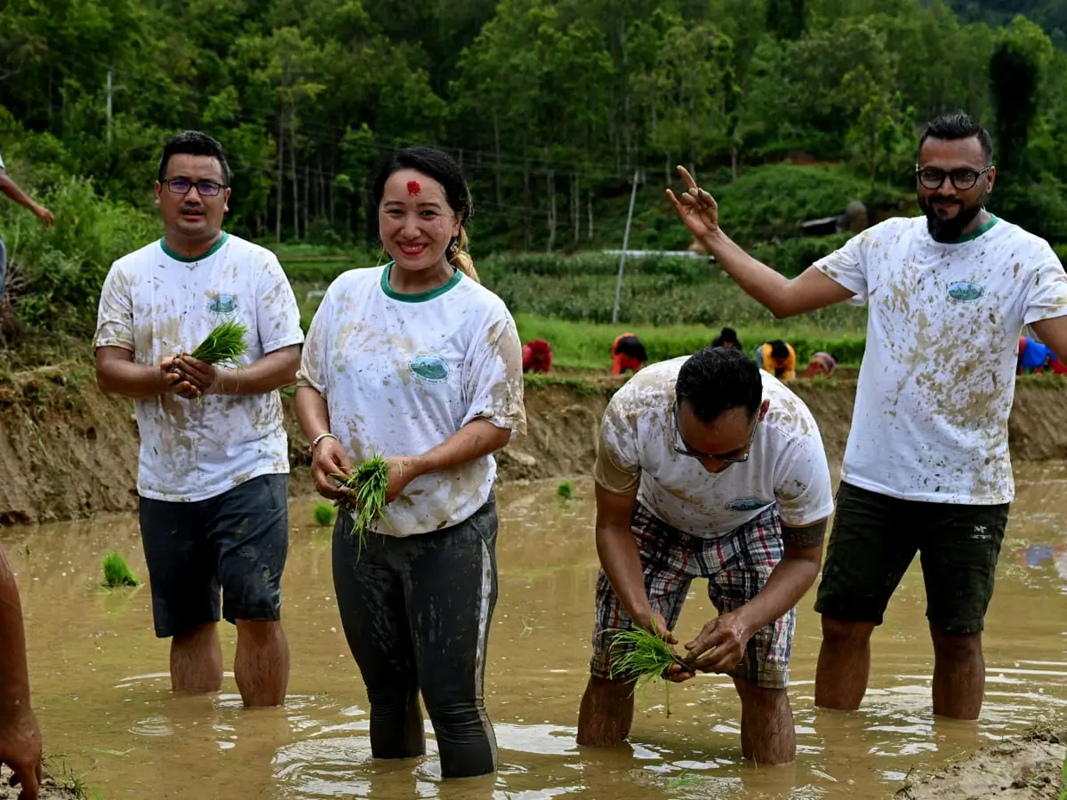 Rice Planting