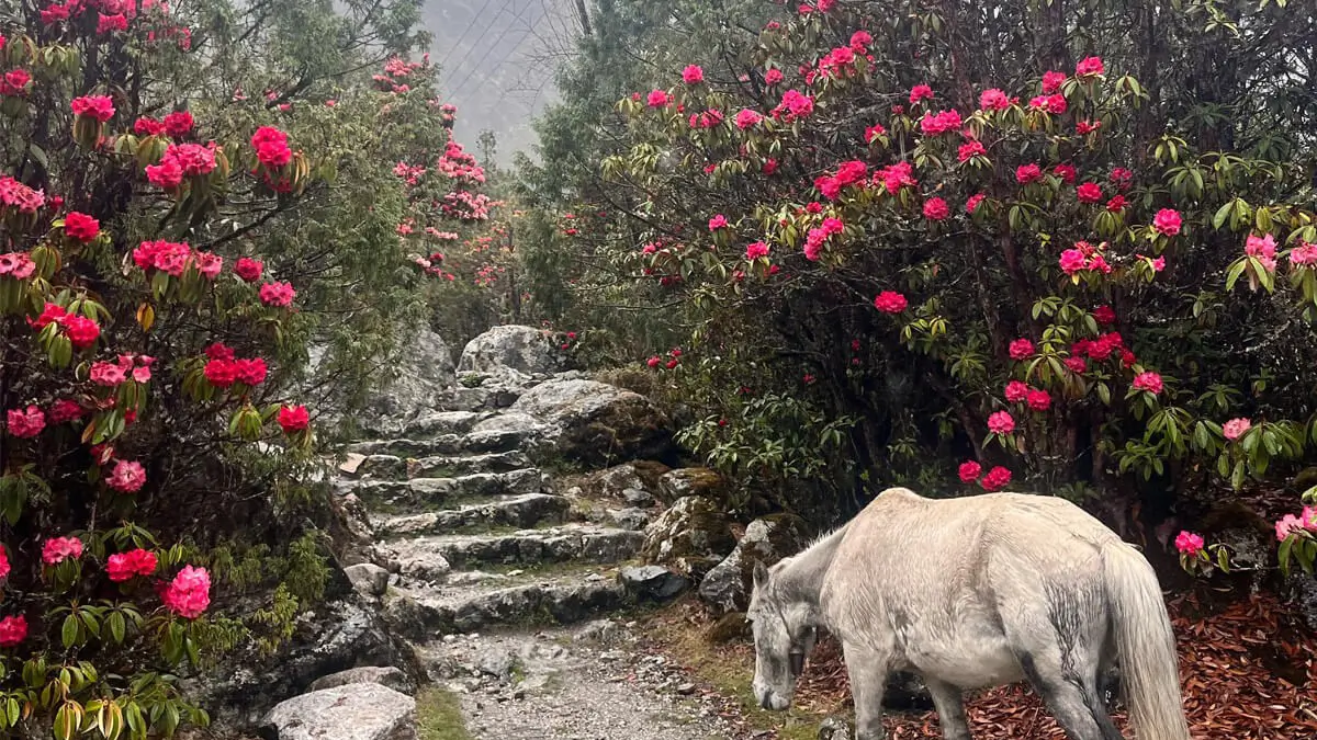 Kanchenjunga trails adorned with blooming rhododendrons
