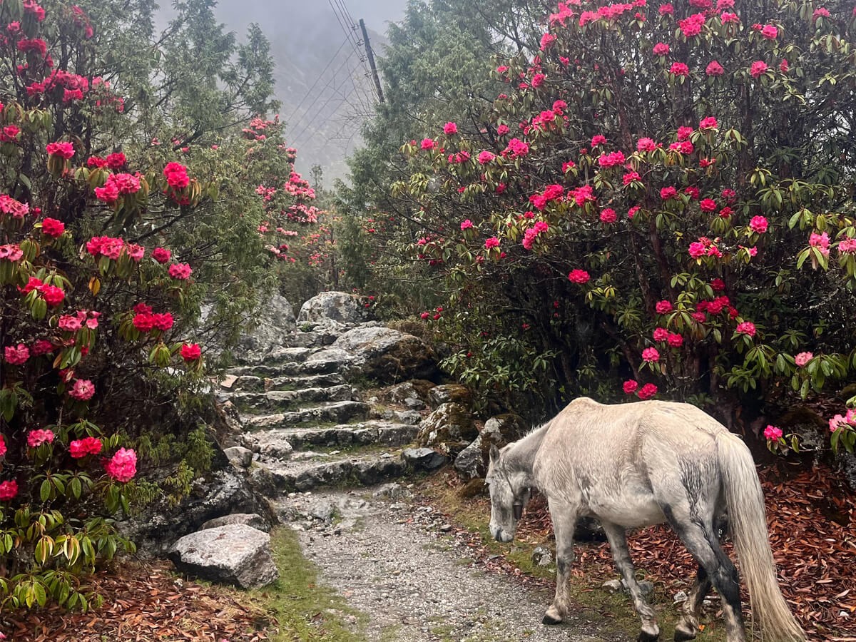 Kanchenjunga trail adorned with blooming rhododendrons