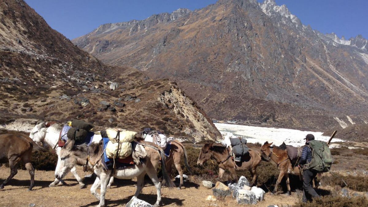 Horse are on the trails of the Kanchenjunga Base Camp Trek