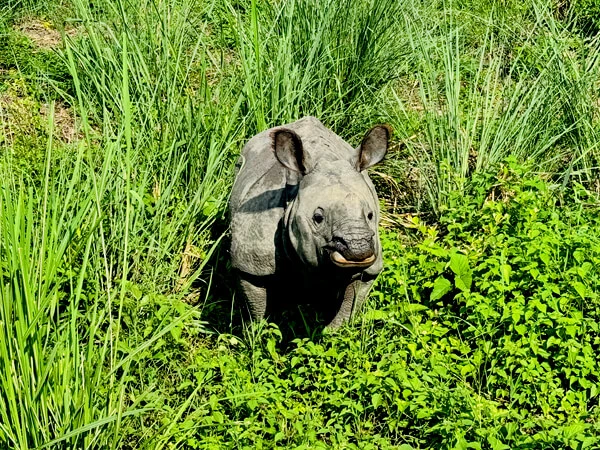 Chitwan Jungle Safari Tour