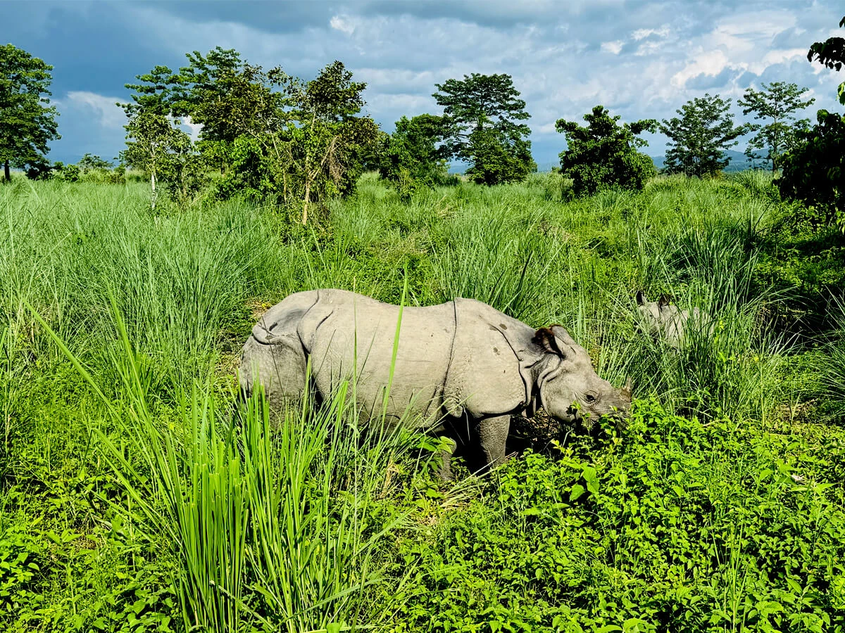 Chitwan Jungle Safari Trip
