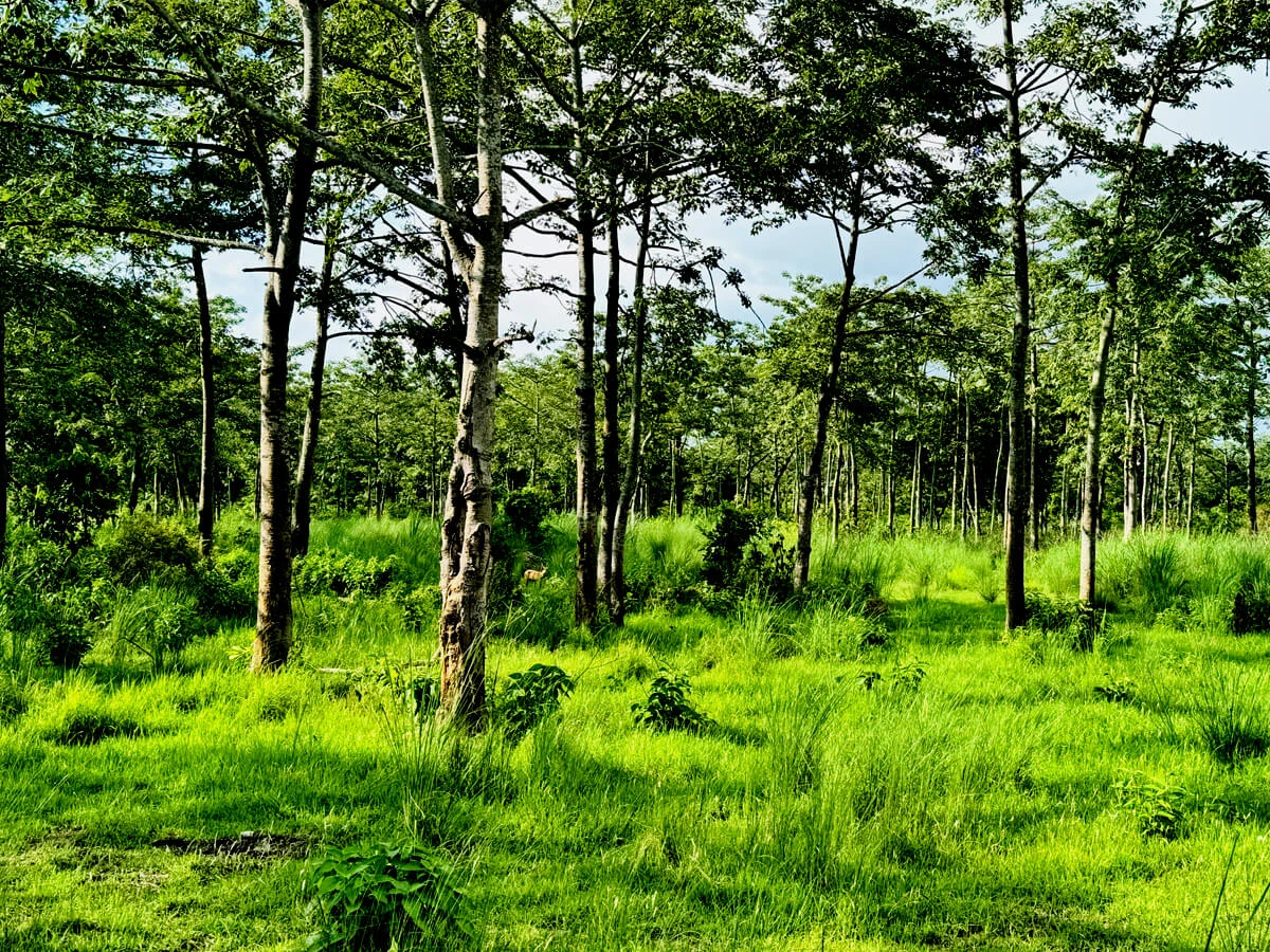 Chitwan Safari Tour