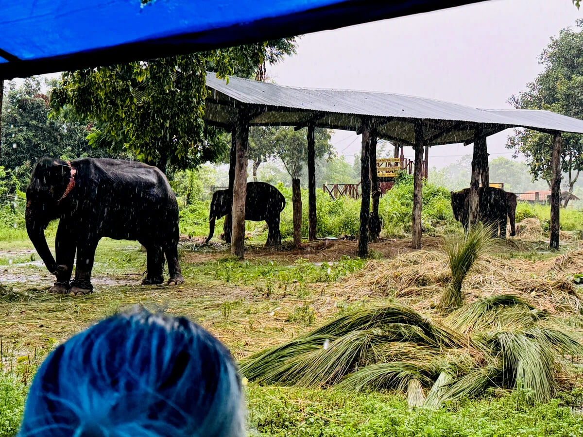 Jungle Safari Tour In Nepal