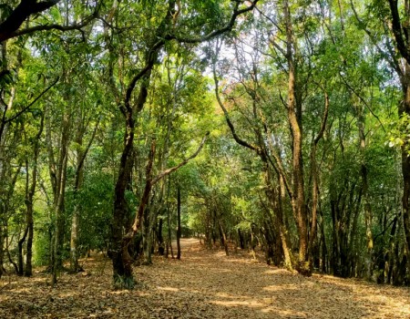 Natural Day hike to Jamacho