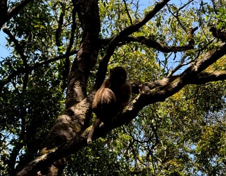 Wild Animal in Jamacho Day Hike