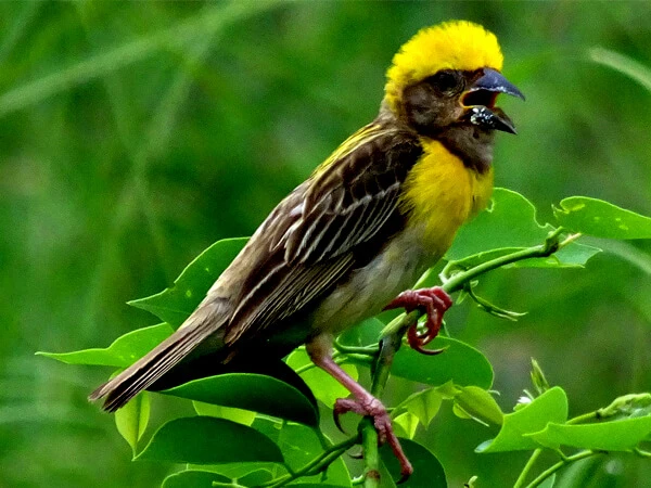 Koshi Tappu Tour