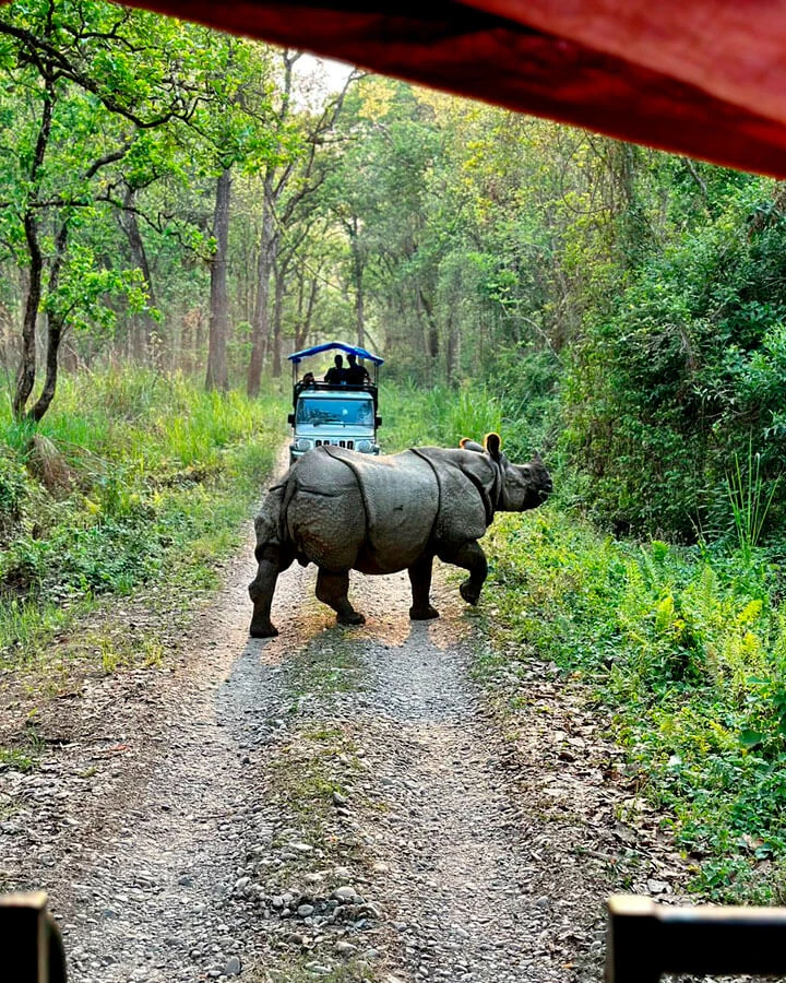 Encounter with One-horn Rhinoceros